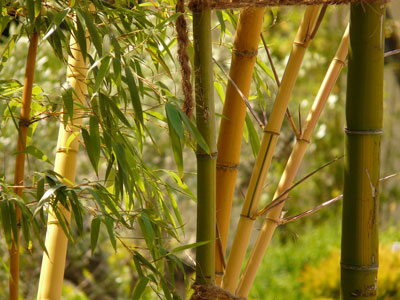 bamboo-5065_400