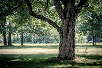 branches