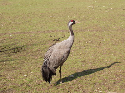 Wildpark in Bayern 05