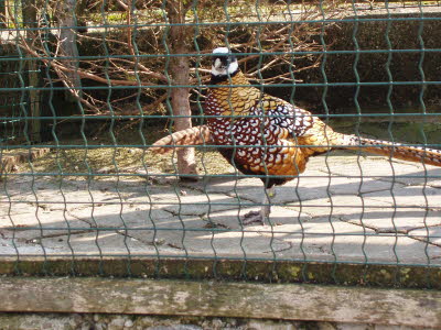 Wildpark in Bayern 07