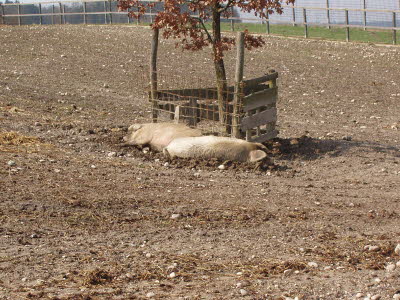 Wildpark in Bayern 12