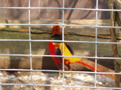 Wildpark in Bayern 15