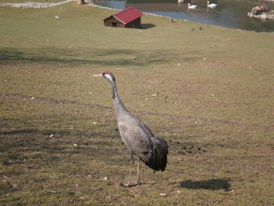 Wildpark in Bayern 17