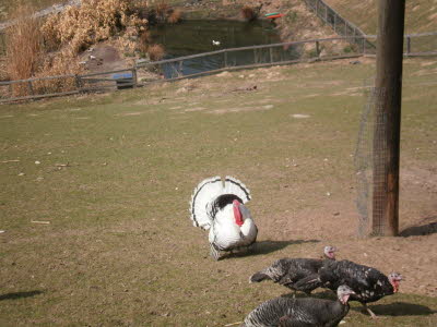 Wildpark in Bayern 19