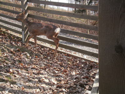 Wildpark in Bayern 21