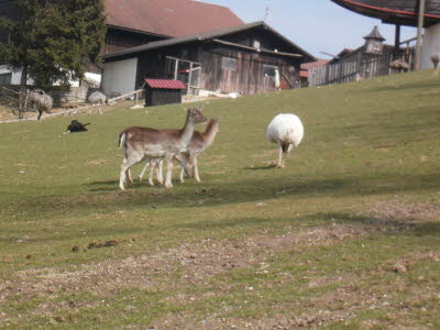 Wildpark in Bayern 24