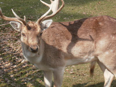 Wildpark in Bayern 25