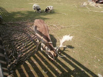 Wildpark in Bayern 26