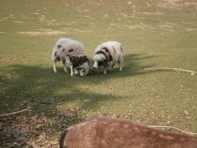 Wildpark in Bayern 28