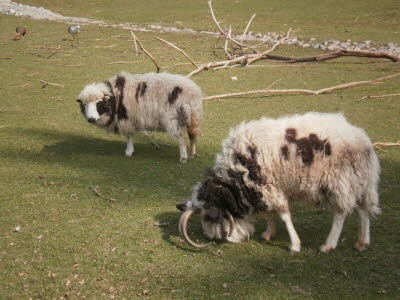 Wildpark in Bayern 29