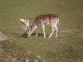 Wildpark in Bayern 30