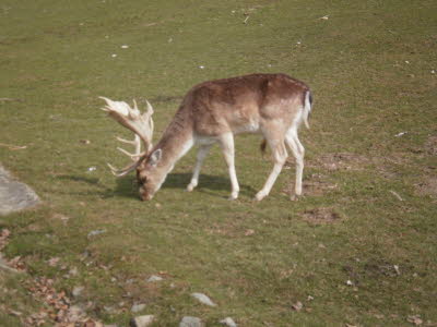 Wildpark in Bayern 30