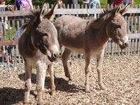 donkey-878641_200