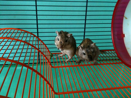 gerbils-645344_450