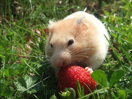 hamster-727293_450